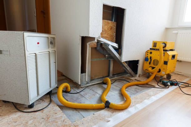 Best Basement Mold Removal  in Hawley, MN