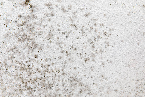 Best Real Estate Mold Inspection  in Hawley, MN