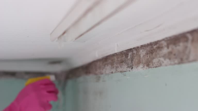 Best HVAC Mold Inspection and Cleaning  in Hawley, MN
